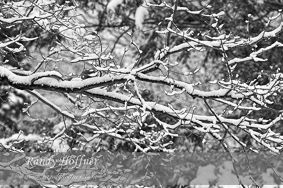 Snow-Branches-01.jpg