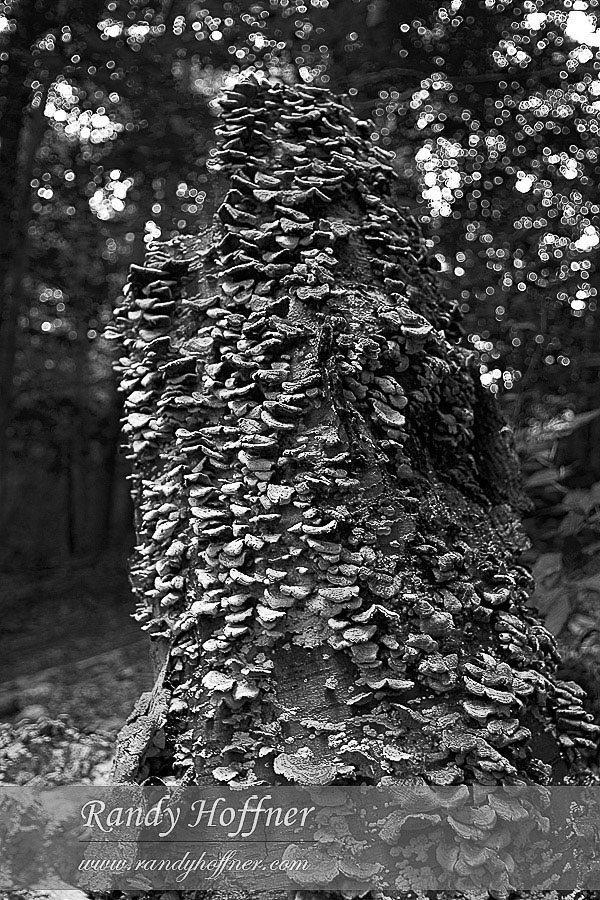 mushroom-stump.jpg