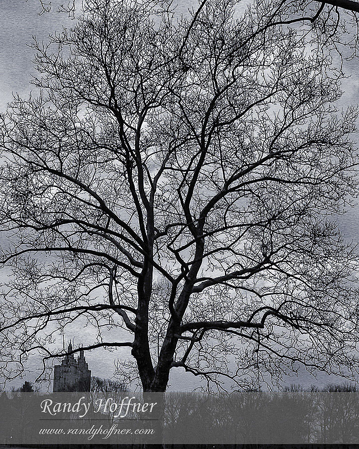 tree-san-remo-uncropped-grayscale.jpg