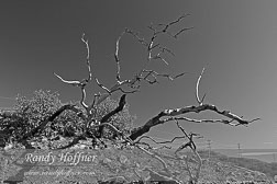 Scorched-Manzanita-bw.jpg