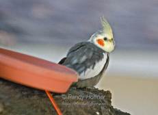 Cockatiel.jpg