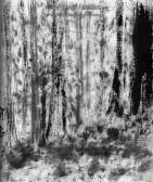 anseladamsstickink.jpg